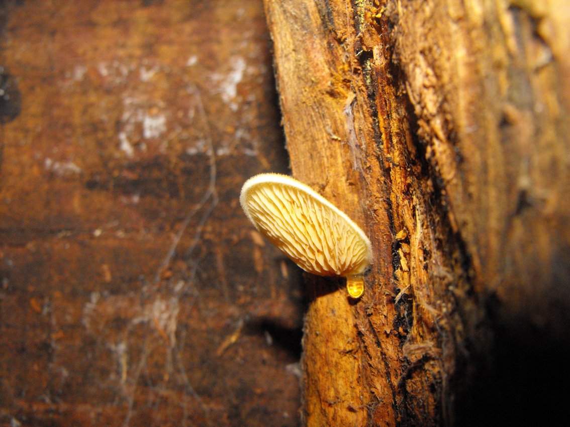 Miniera di Gambatesa38