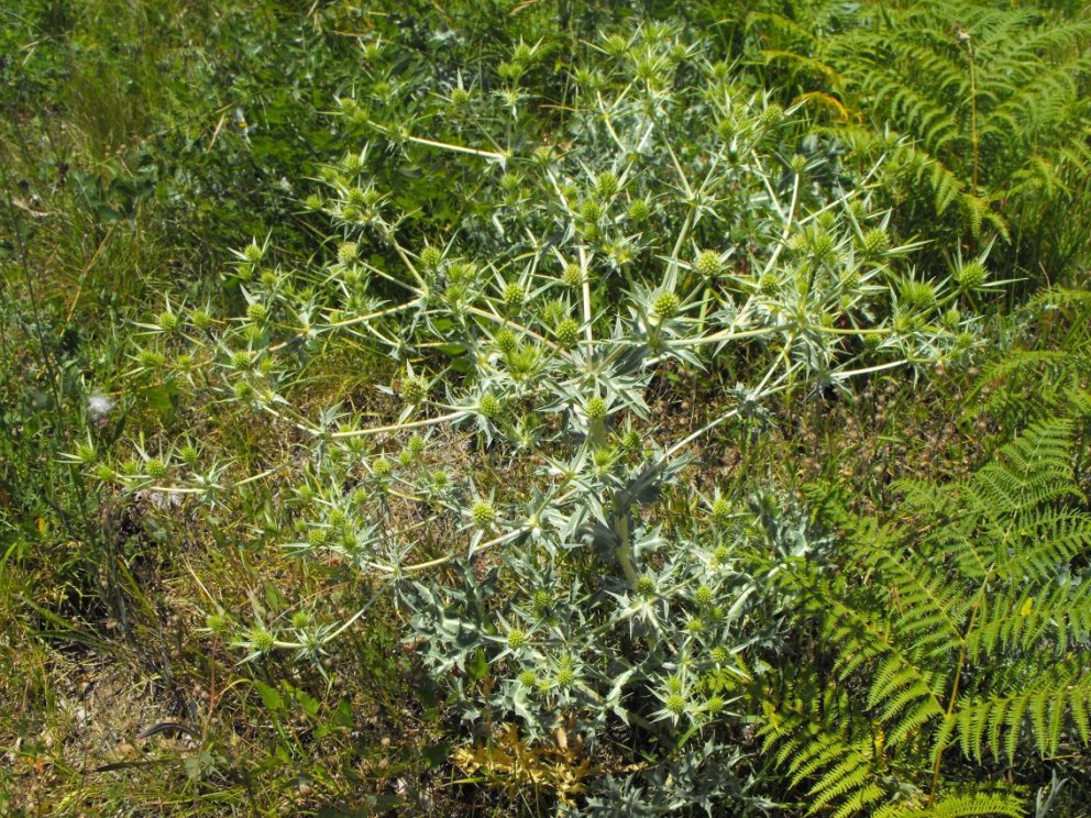 Eryngium campestre