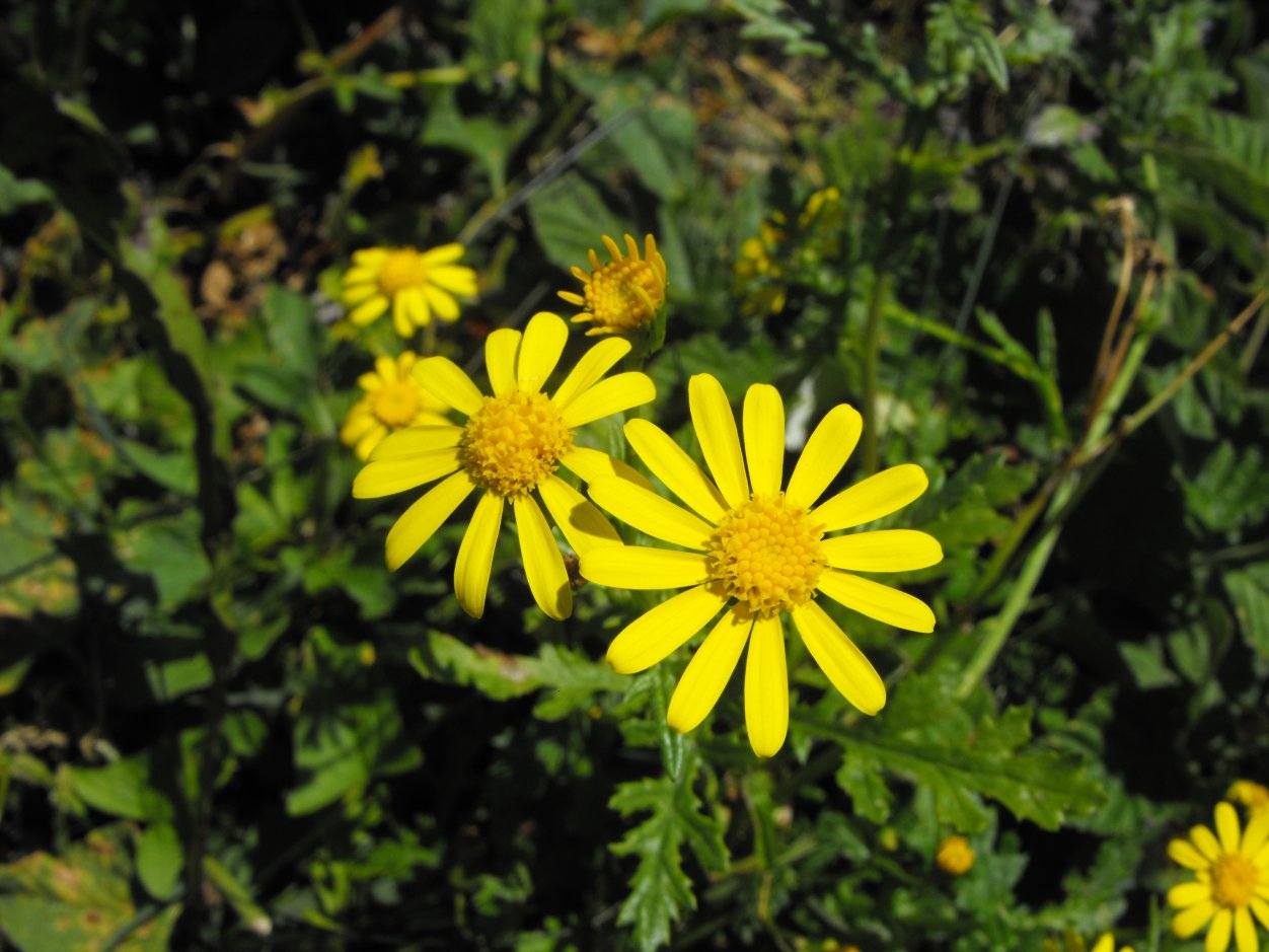 cfr. Jacobaea vulgaris (= Senecio Jacobaea )