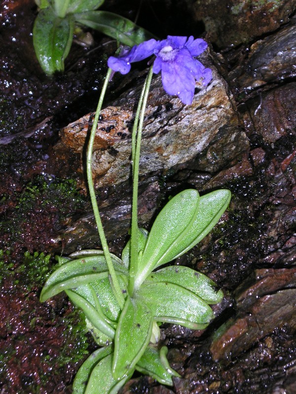 Pinguicula apuana / Pinguicola delle apuane