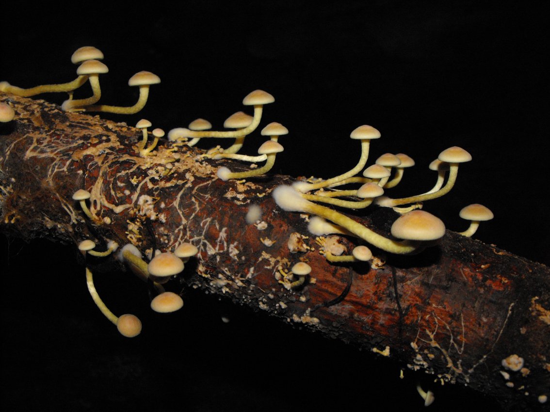 Miniera di Gambatesa 37