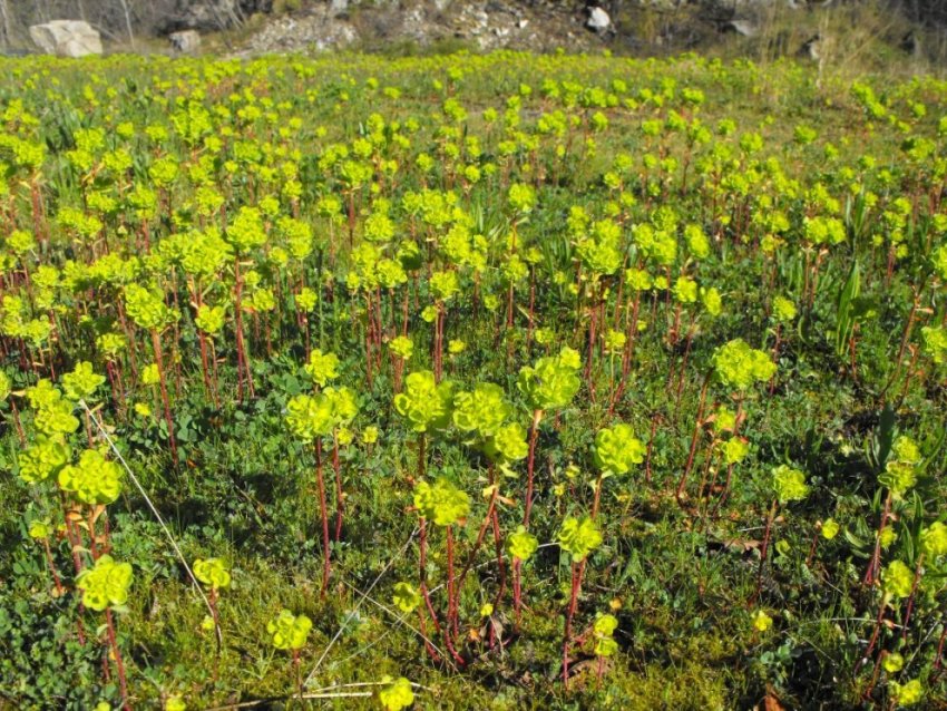 Euphorbia helioscopia
