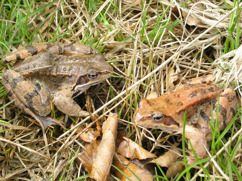 Rana temporaria