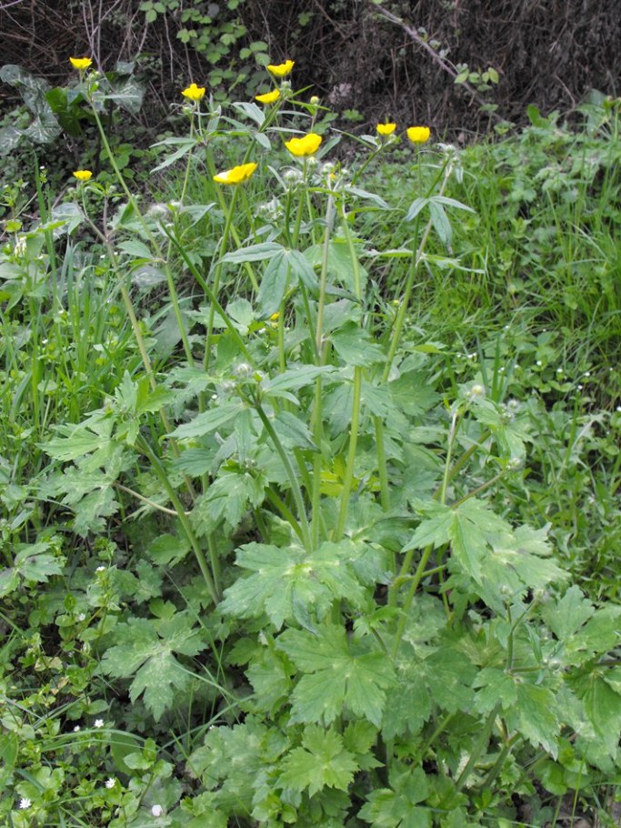 Ranunculus lanuginosus