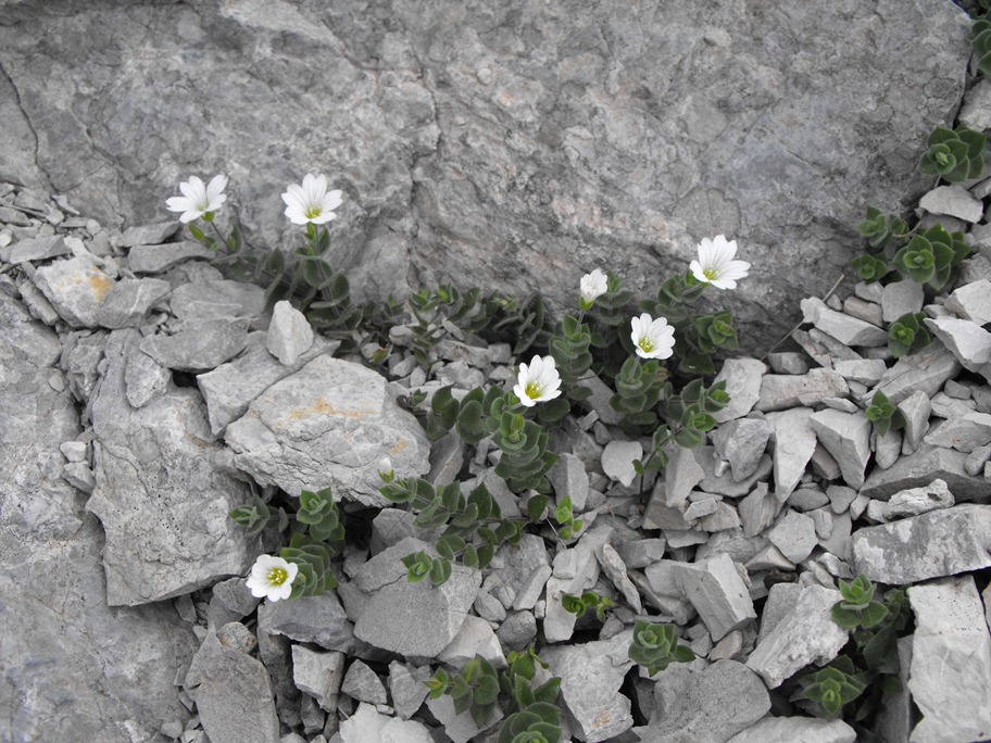Alpi Apuane, Arenaria bertolonii