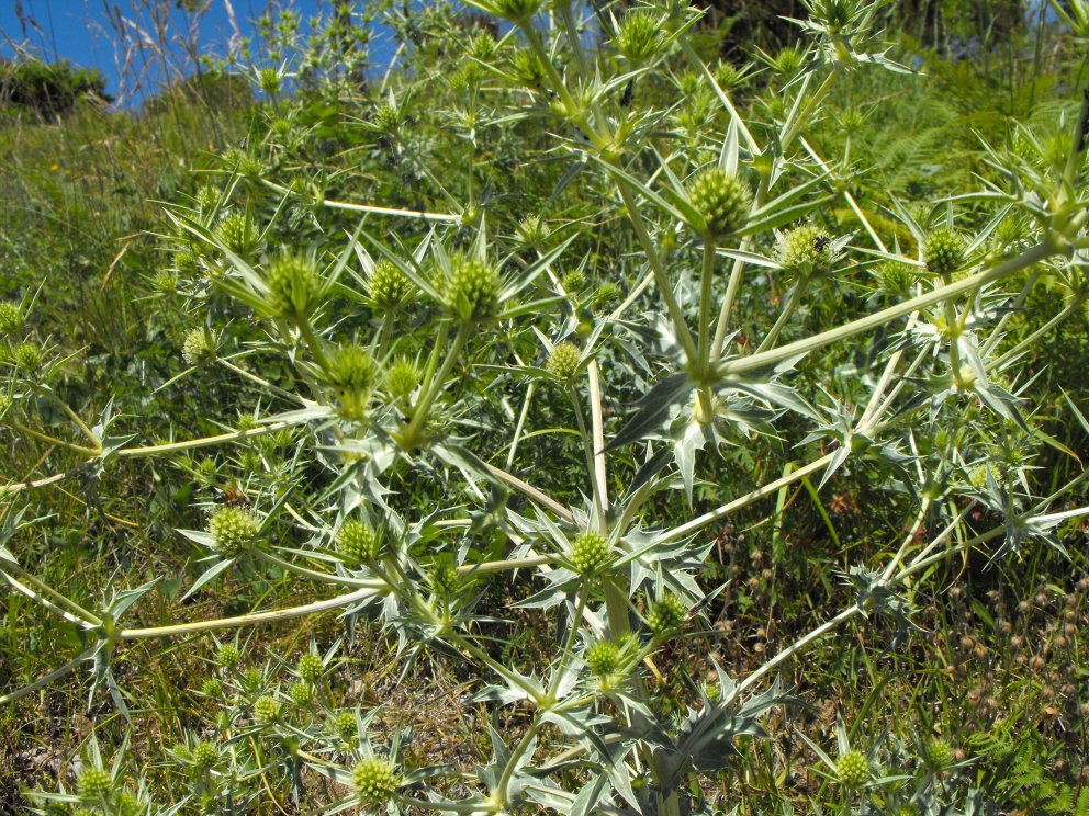 Eryngium campestre