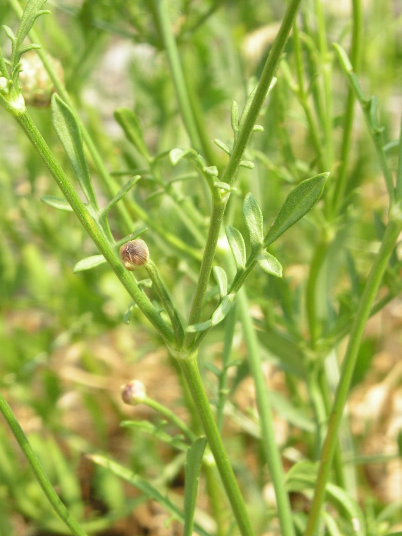 Cephalaria leucantha / Vedovina a teste bianche