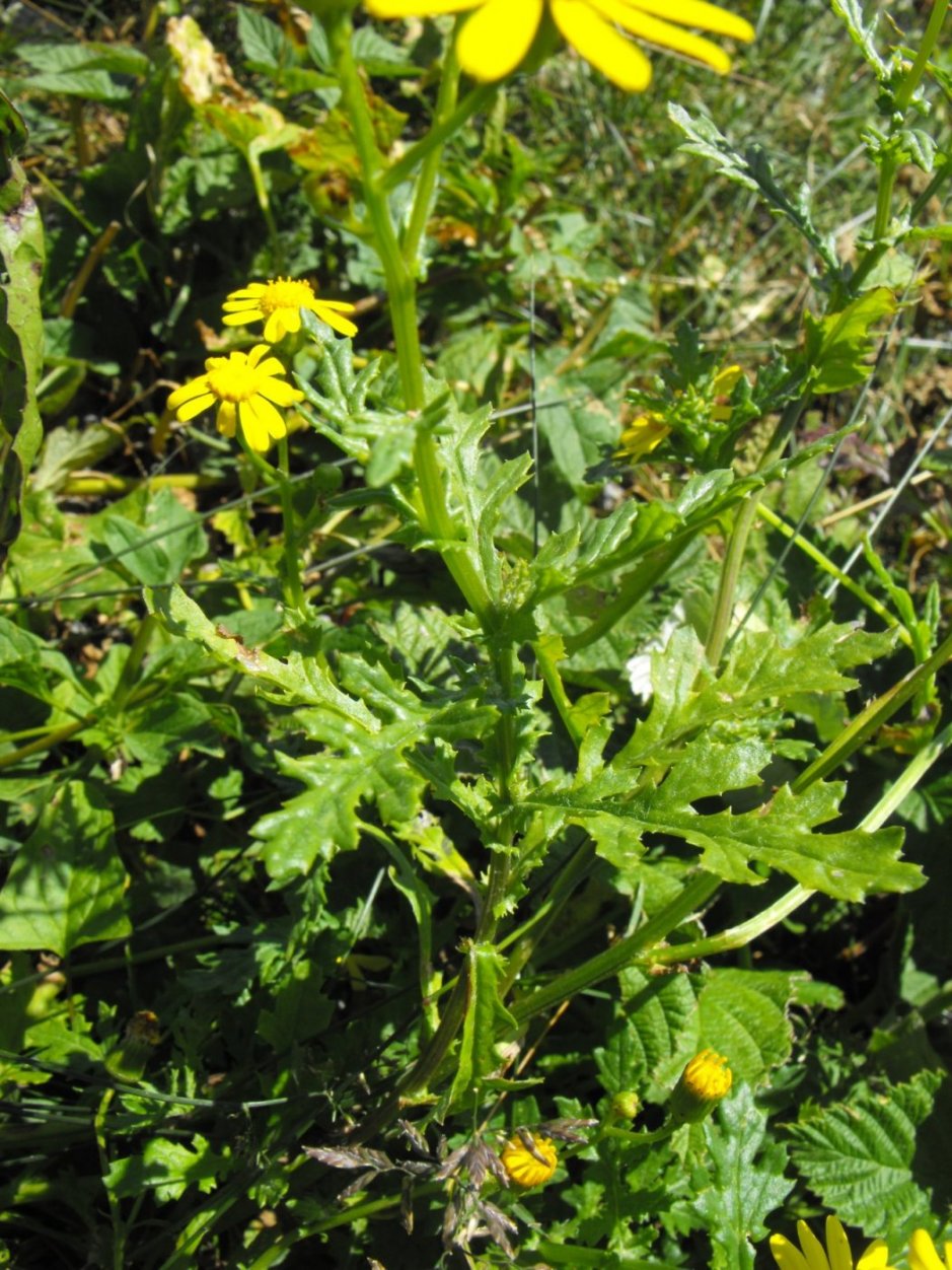 cfr. Jacobaea vulgaris (= Senecio Jacobaea )