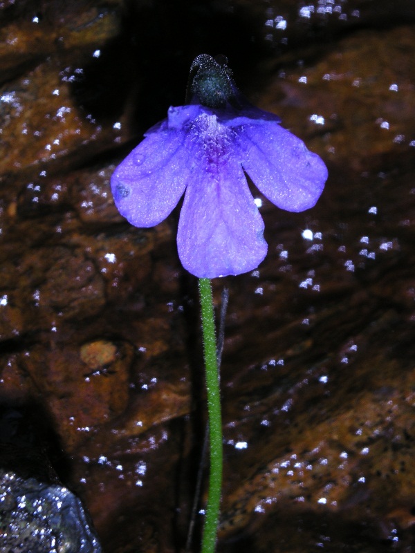 Pinguicula apuana / Pinguicola delle apuane