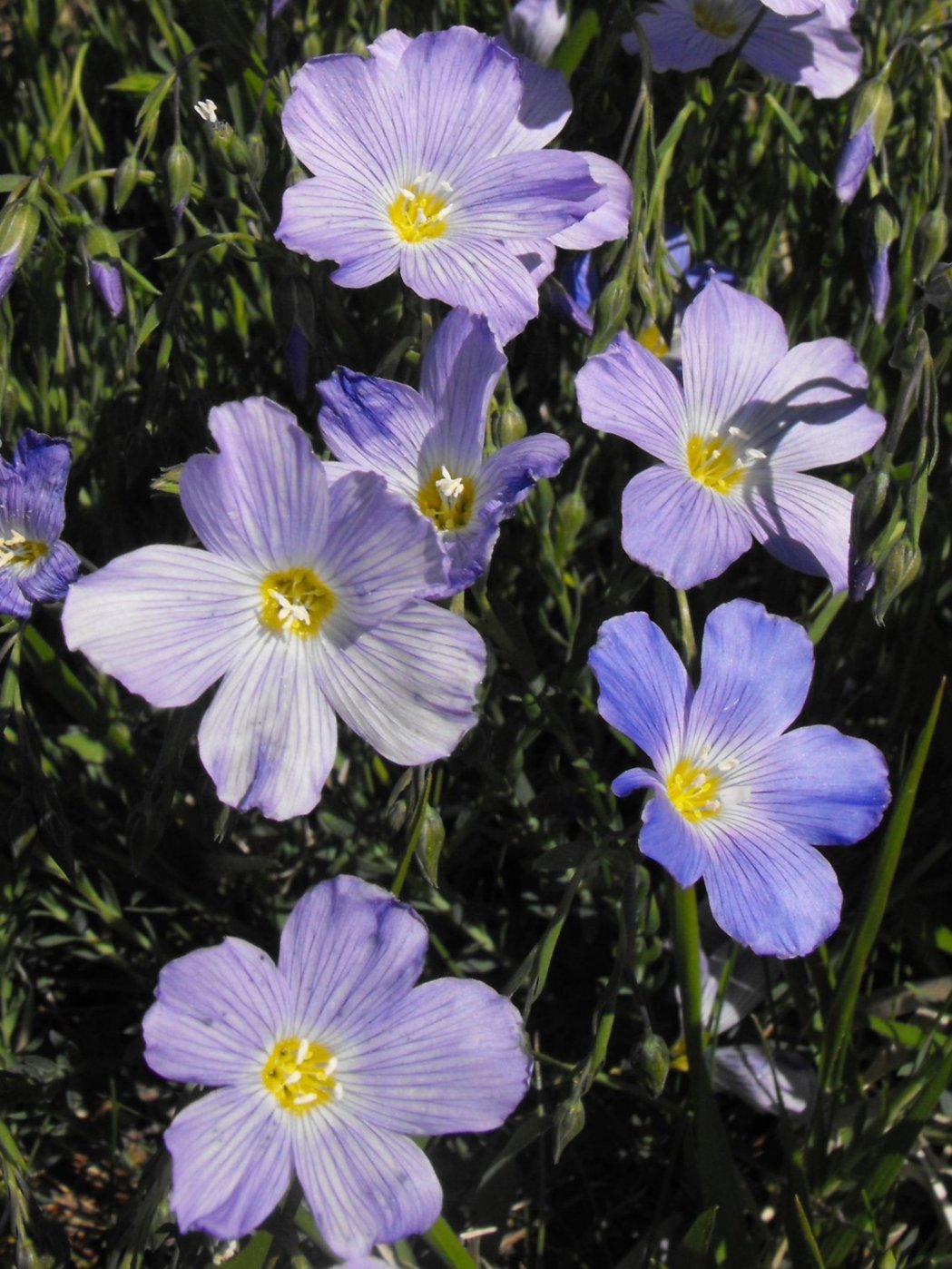 Linum alpinum / Lino celeste