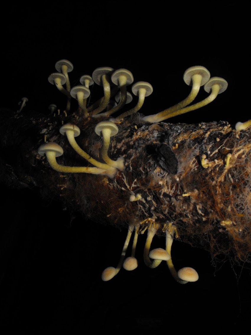 Miniera di Gambatesa 37