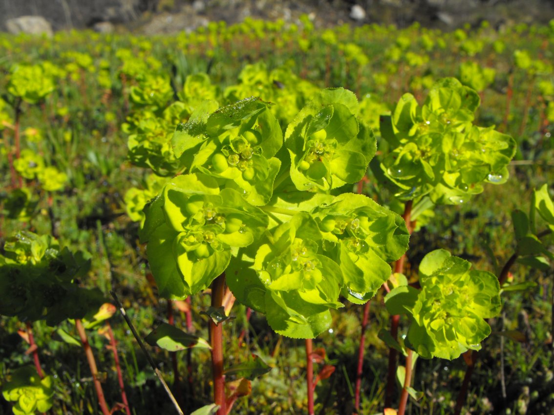 Euphorbia helioscopia