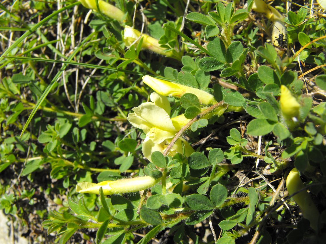 Da determinare - Cytisus cfr.hirsutus