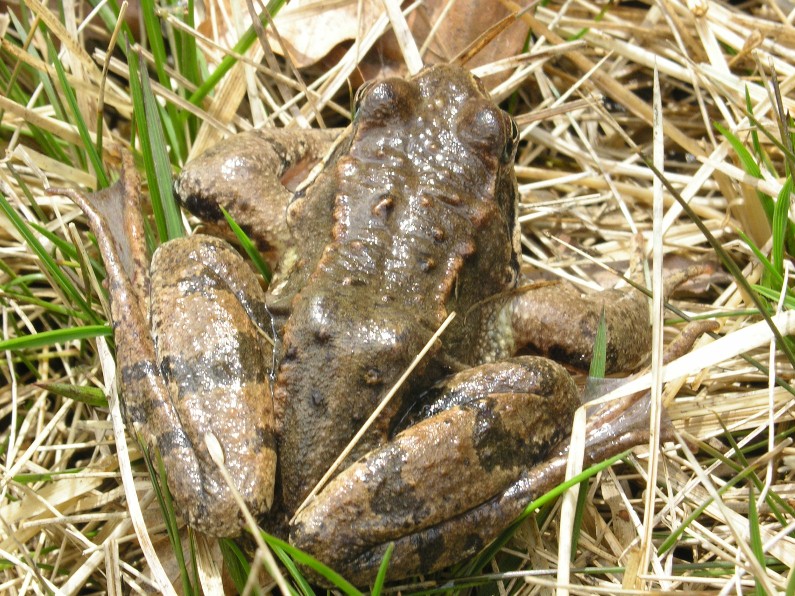 Rana temporaria