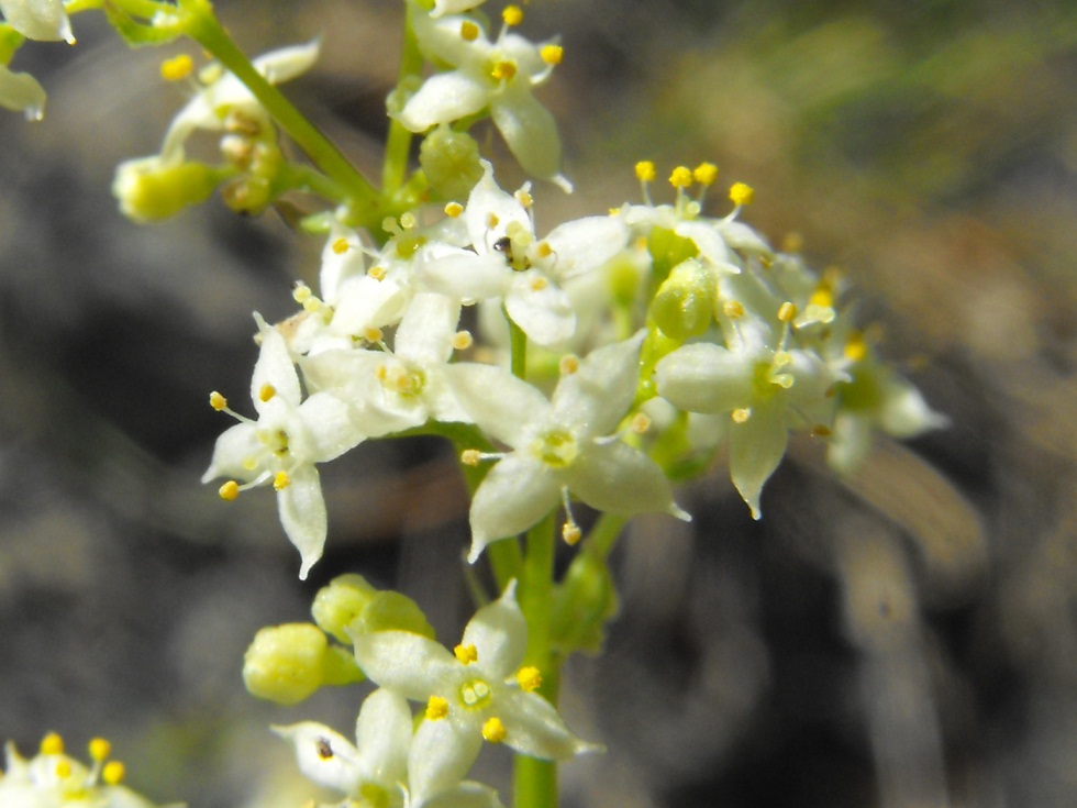 Galium da determinare