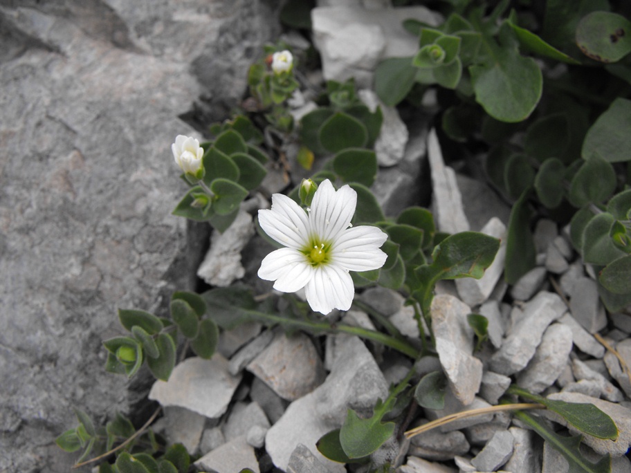 Alpi Apuane, Arenaria bertolonii