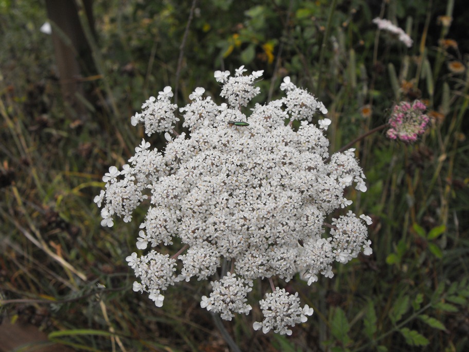 Apiacea da determinare