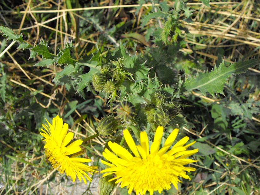 Da determinare - Sonchus cfr. asper.