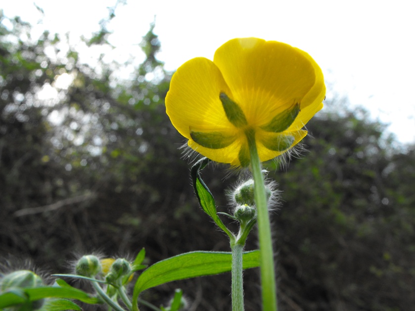 Ranunculus lanuginosus