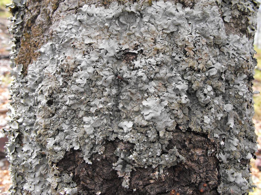 Un albero con tre specie di licheni: quali?