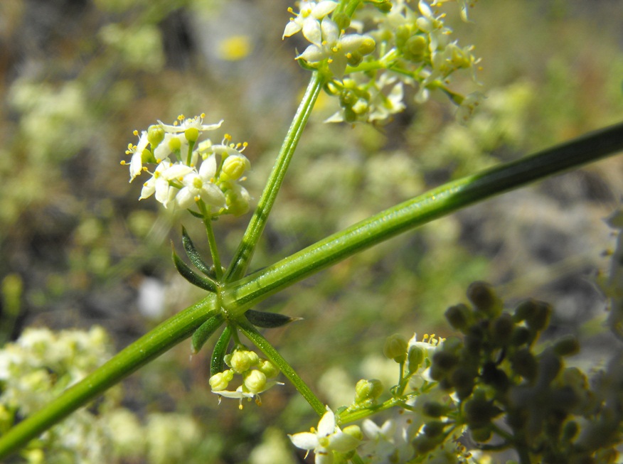 Galium da determinare