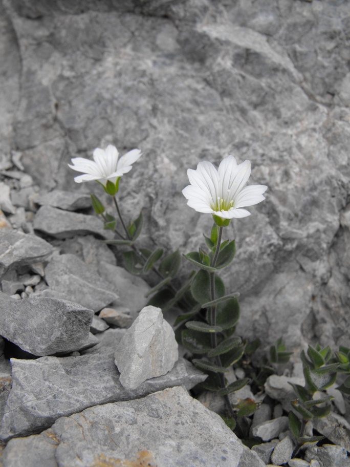 Alpi Apuane, Arenaria bertolonii