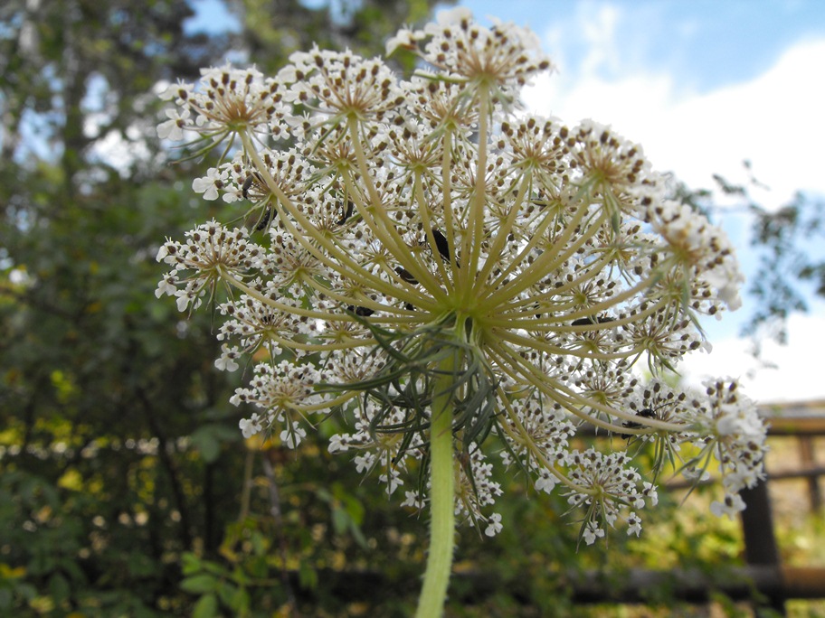 Apiacea da determinare