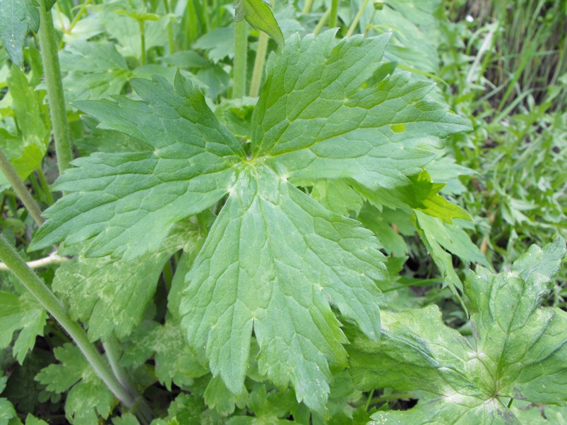 Ranunculus lanuginosus
