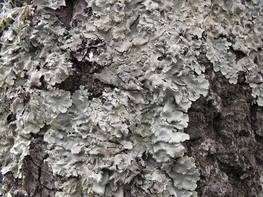 Un albero con tre specie di licheni: quali?