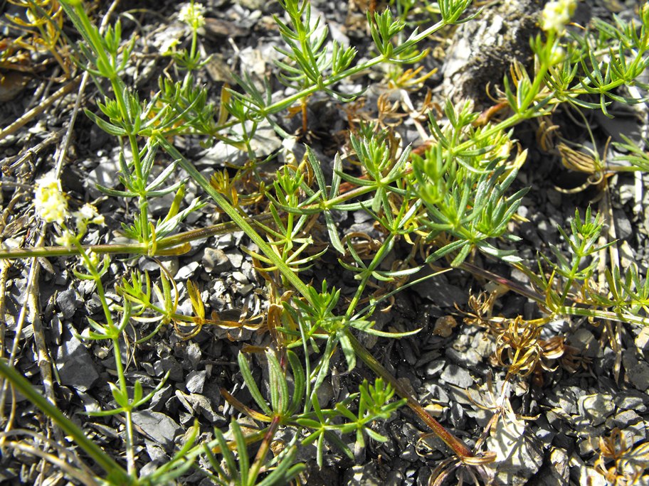 Galium da determinare