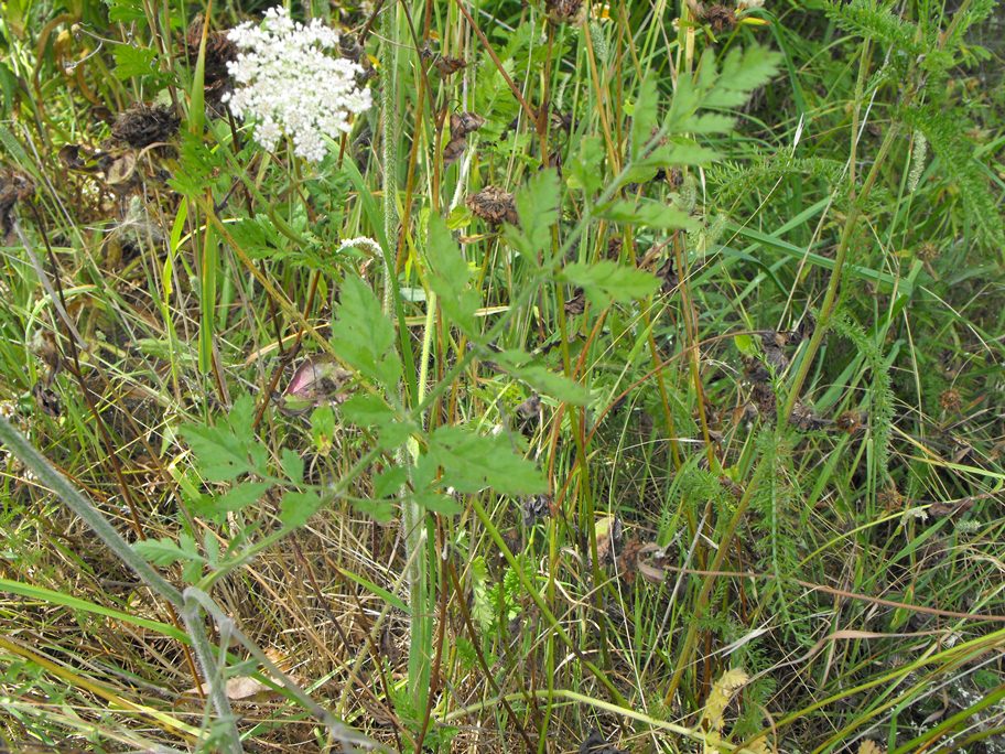 Apiacea da determinare