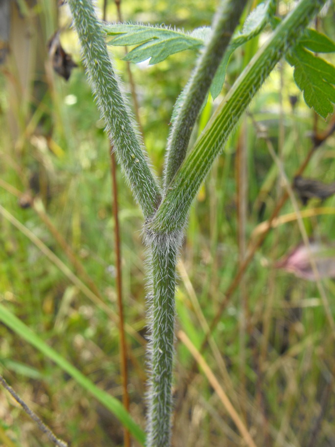 Apiacea da determinare