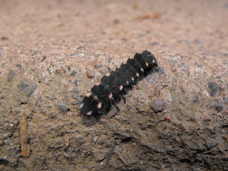 larva di lucciola