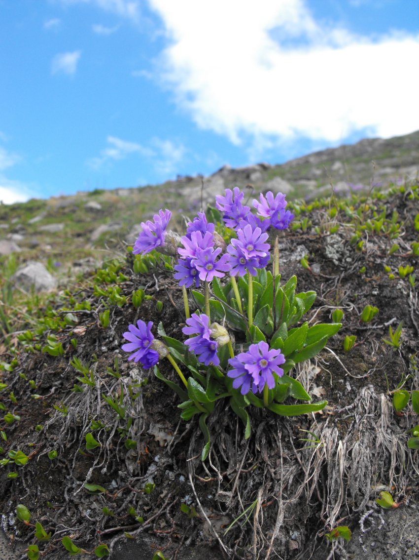 Dolomiti - Primula glutinosa