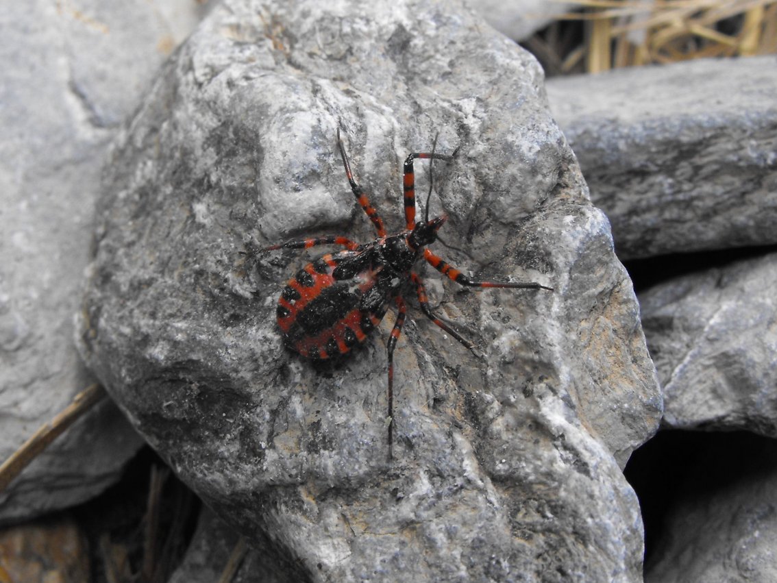 Reduviidae: Sphedanolestes (ninfa) della Liguria