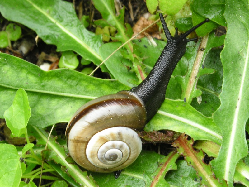 hilostoma cingulatum