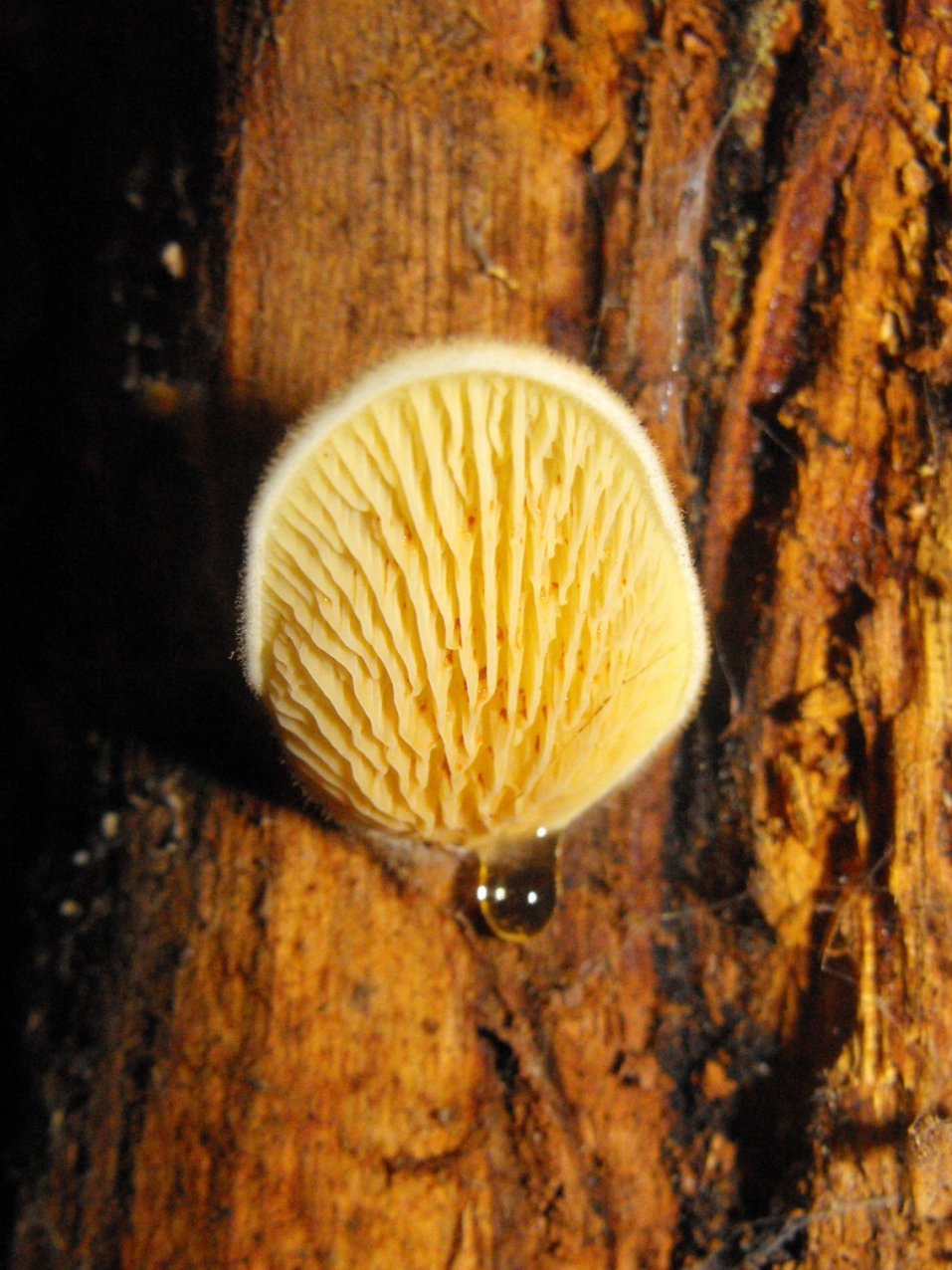 Miniera di Gambatesa38