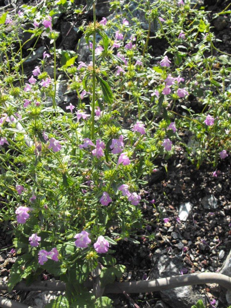 Galeopsis angustifolia