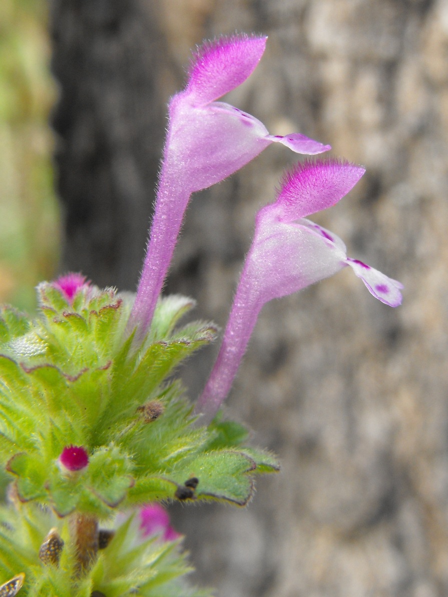 Lamium amplexicaule L.
