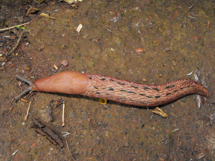 Limax del dacampi-gruppo in Val Graveglia (GE)