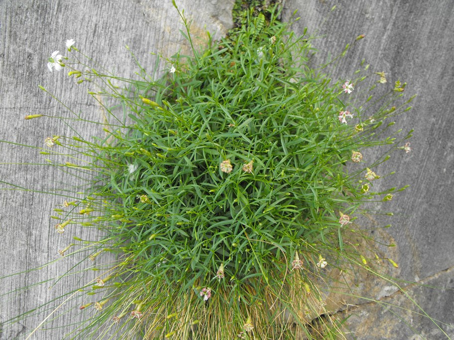 Silene saxifraga