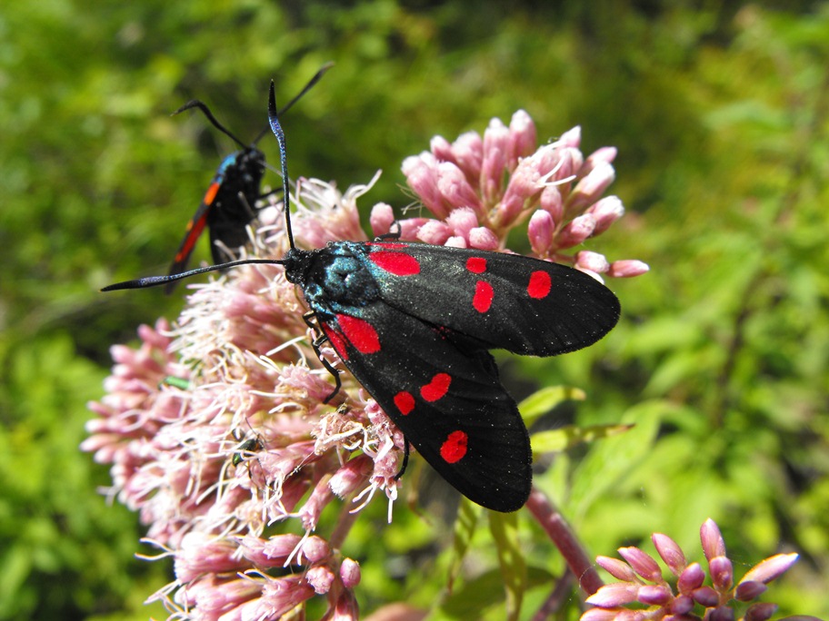 Zygaena da determinare