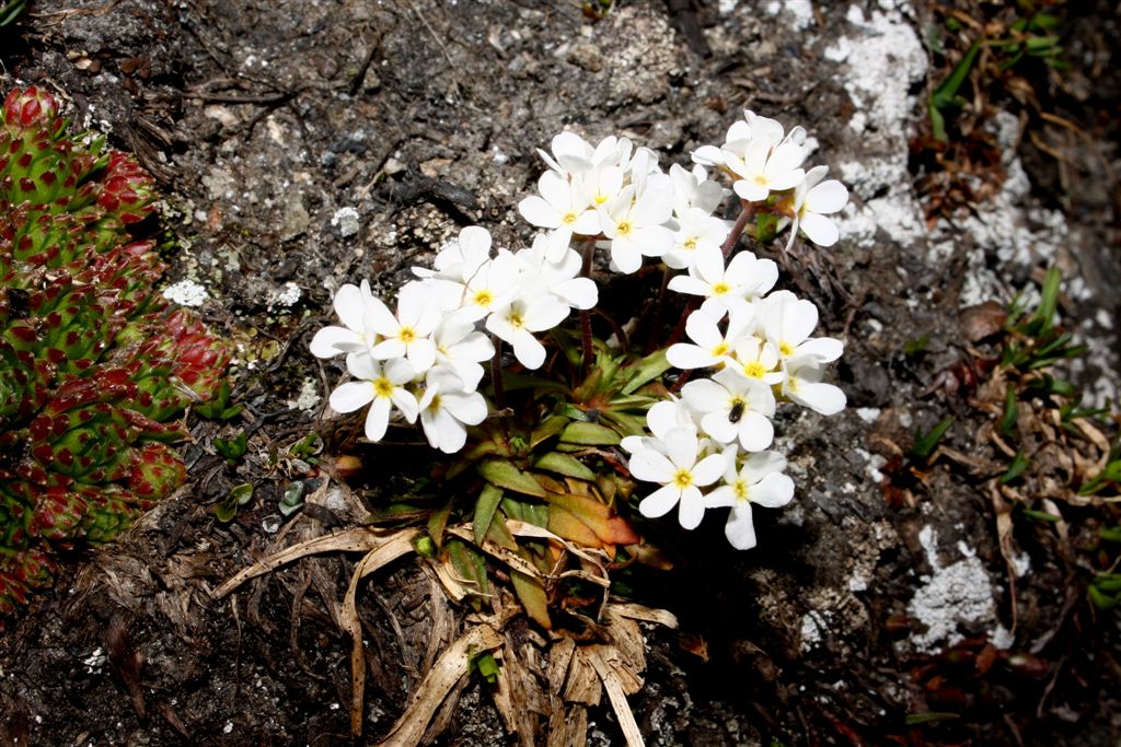 Androsace adfinis subsp. adfinis / Androsace carnicino