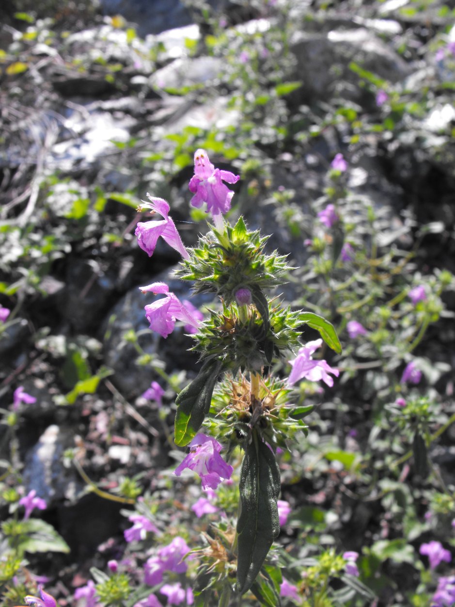 Galeopsis angustifolia