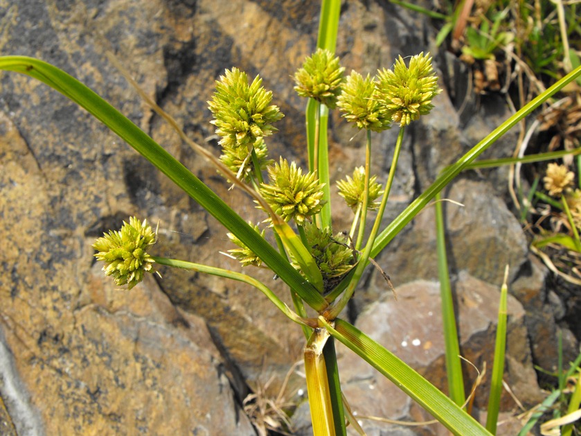 Da determinare - cfr. Cyperus eragrostis