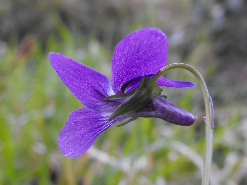 Viola da determinare - cfr. Viola reichenbachiana