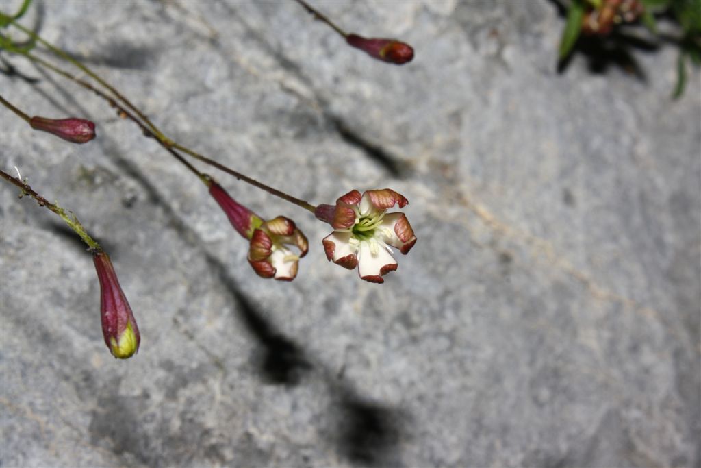 Da determinare - Silene saxifraga o S. campanula?