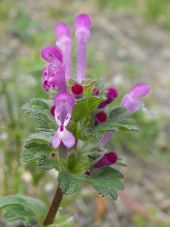 Lamium amplexicaule L.