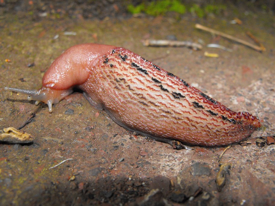 Limax del dacampi-gruppo in Val Graveglia (GE)