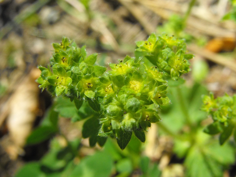 Da determinare - Alchemilla sp.